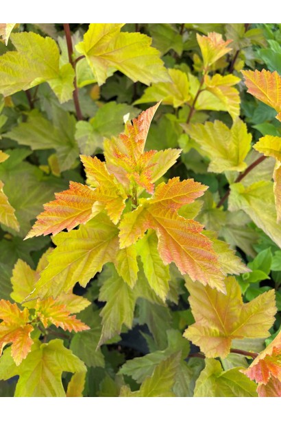 Physocarpus Magic Ball полив